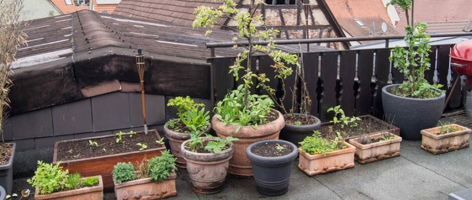 Garden updates 2017