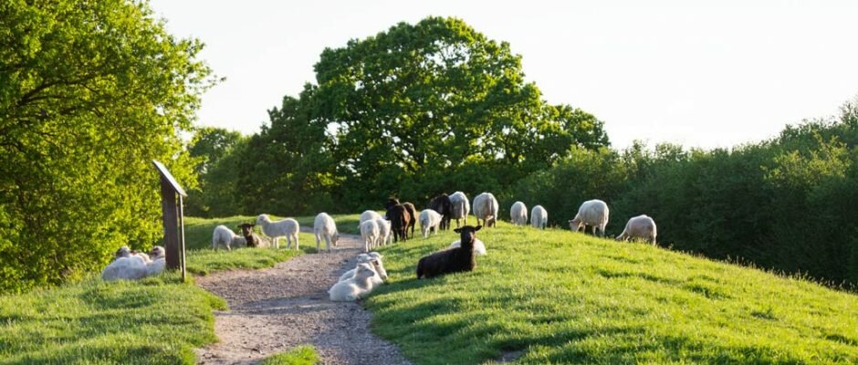 Sheep grazing near the Viking museum of Hedeby.