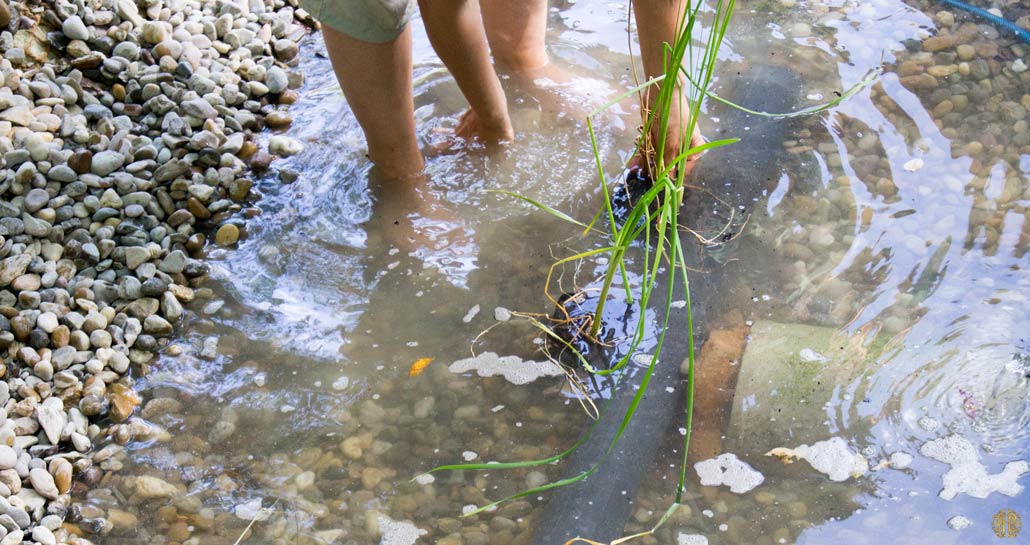 Adding plants to the natural pond - hyperbrain.me